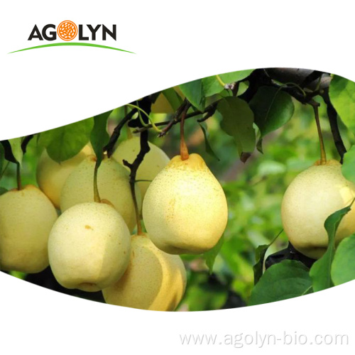 Chinese new crop sweet juicy Fresh golden Pear